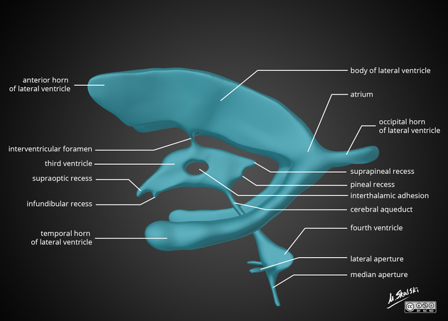 Cerebrospinal Fluid and Ventricular System Anatomy - ANATOMY