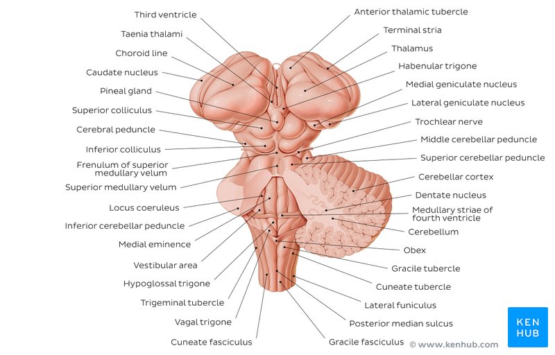 Brainstem Syndromes Explained With 30 High-Yield Case Scenarios and Management - ANATOMY