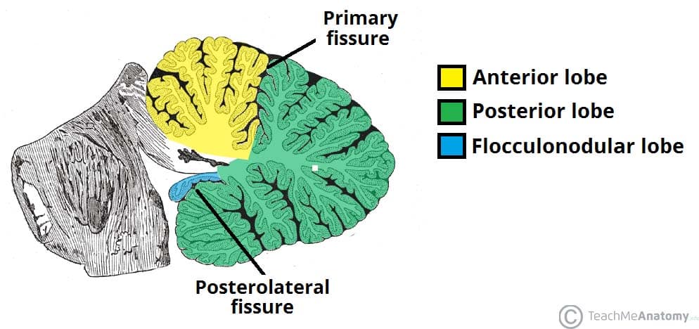 Cerebellum Anatomy Structure Functions and Clinical Importance - ANATOMY